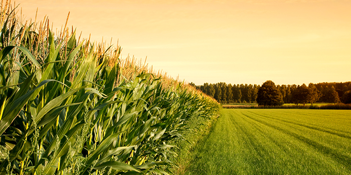 5 Crop Insurance Myths to Ignore Farm Bureau Financial