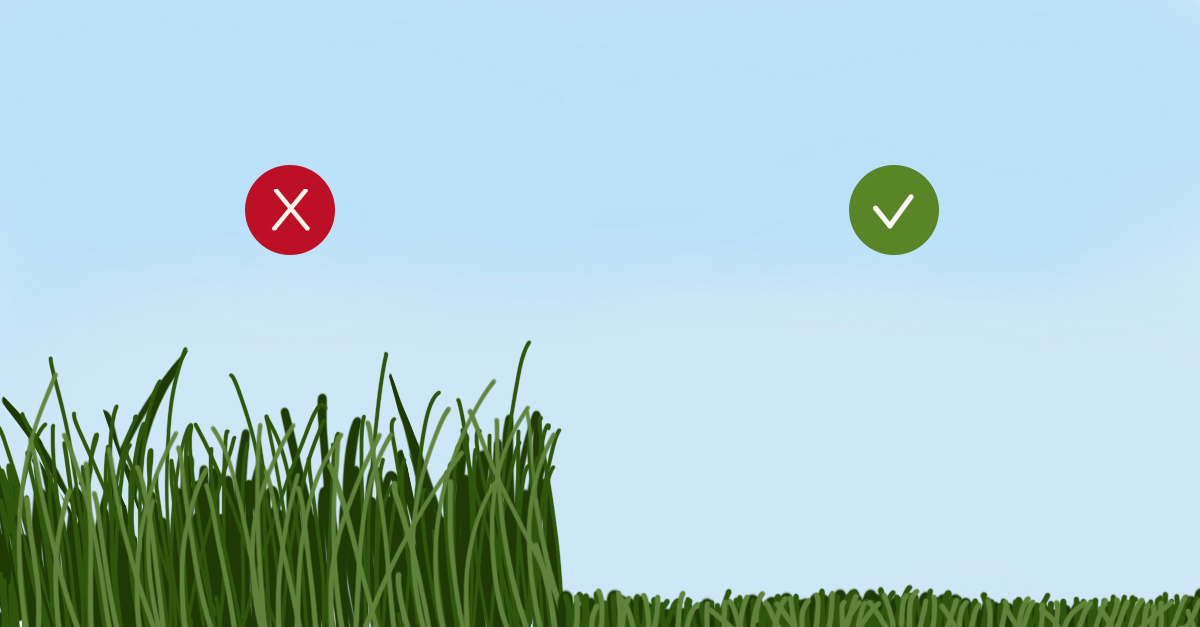 LC_16-vacation-tips-grass LC_16-vacation-tips-grass