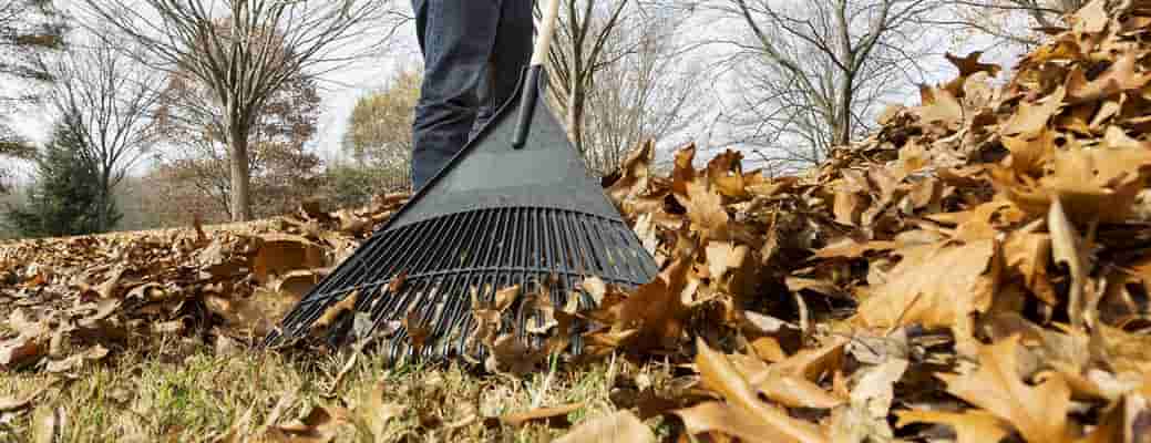 5 Things You Can Do with Fallen Leaves