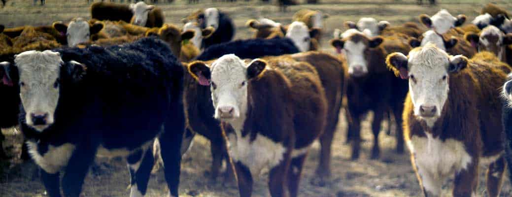 How to Protect Livestock From Predators: 6 Essential Tips How to Protect Livestock From Predators: 6 Essential Tips thumbnail