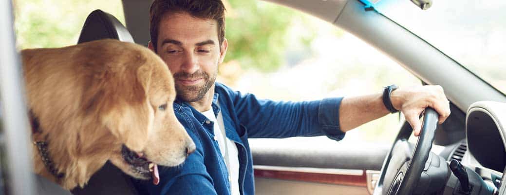 Buckle Up, Fido! Safety Tips for Driving with Dogs