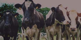 Keep Your Glass Half Full with Dairy Revenue Protection Keep Your Glass Half Full with Dairy Revenue Protection thumbnail