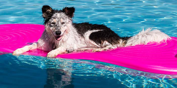 A dog relaxes on a pool float in a crystal blue pool.