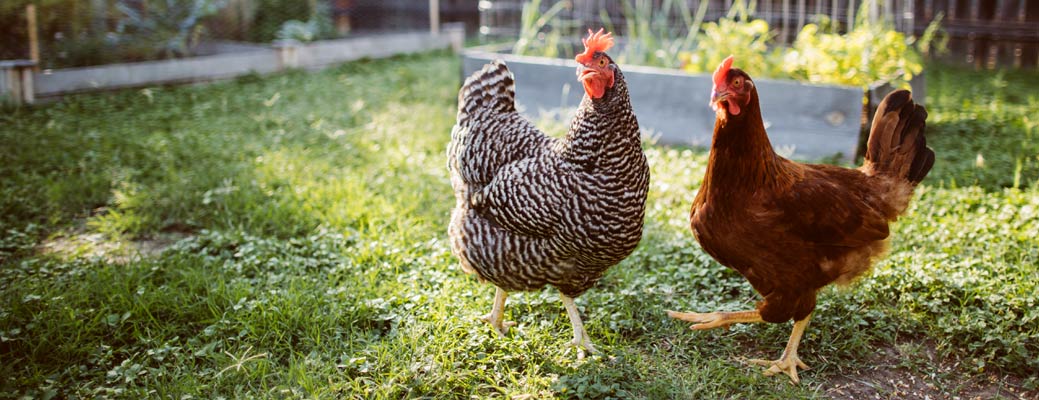 Your Guide to Raising Backyard Chickens