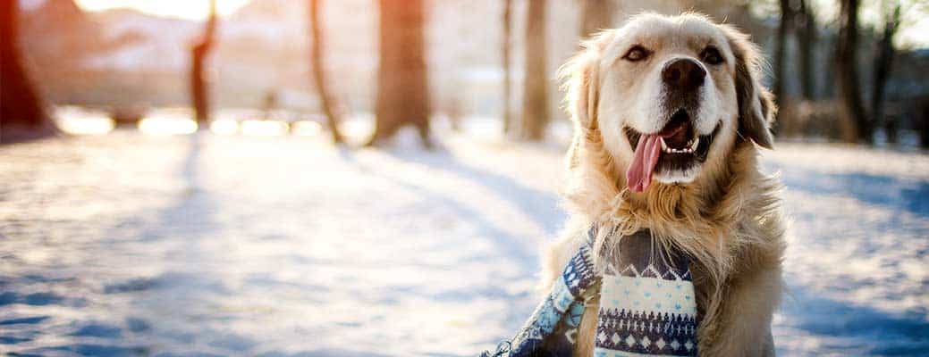 Keep Your Pet Safe During Cold Snaps header image