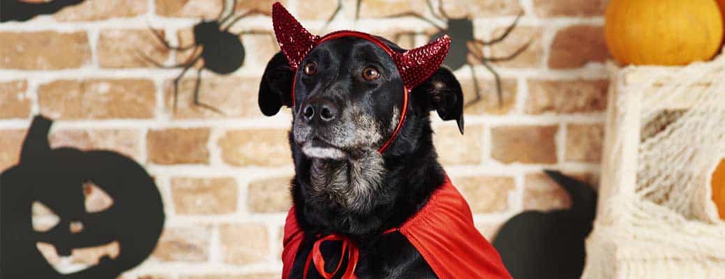 Halloween Pet Safety: 4 Rules to Follow