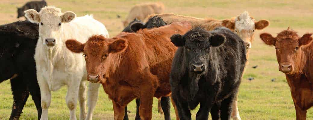 Protect Your Livestock From Disease