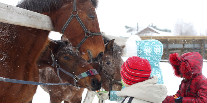 10 Ways to Prepare Your Horse Farm for Winter